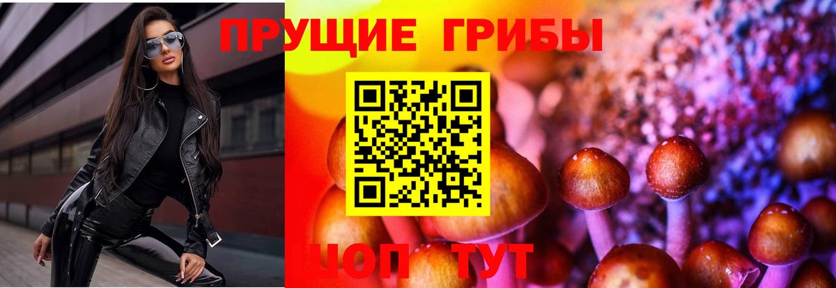Галлюциногенные грибы Psilocybe Чернушка